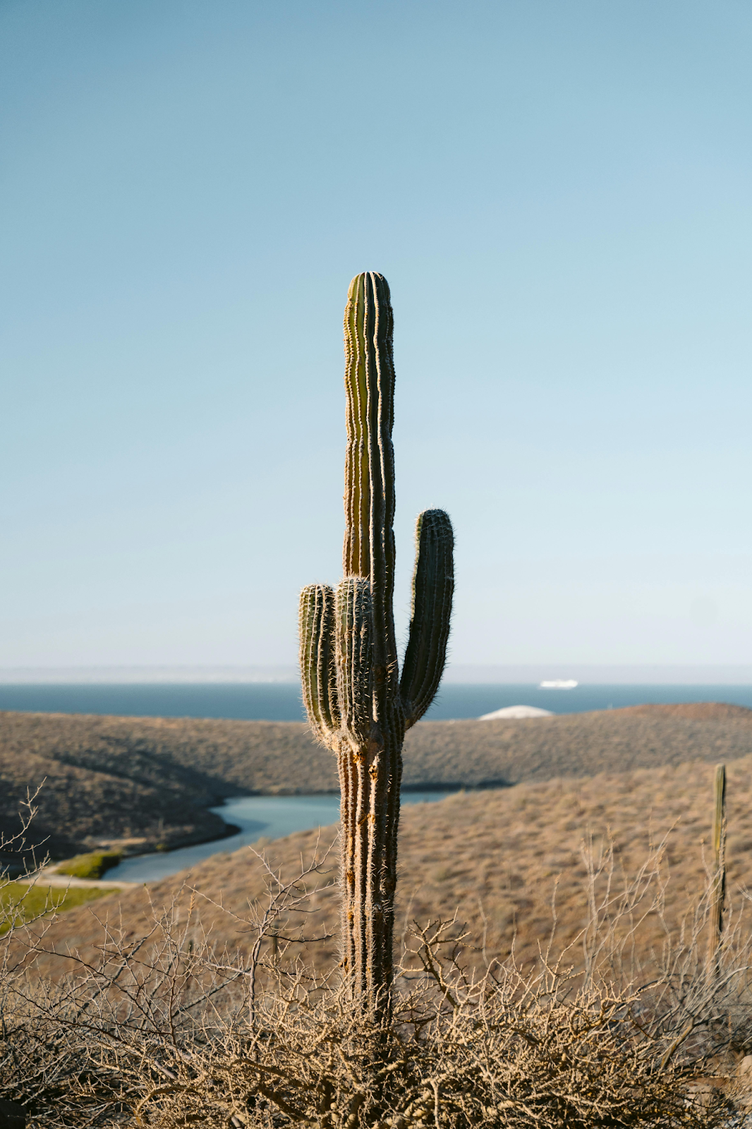 A tall, multi-armed Saguaro cactus stands centered in a desert landscape. In the background, a blue body of water is visible beyond rolling brown hills under a clear, pale blue sky.