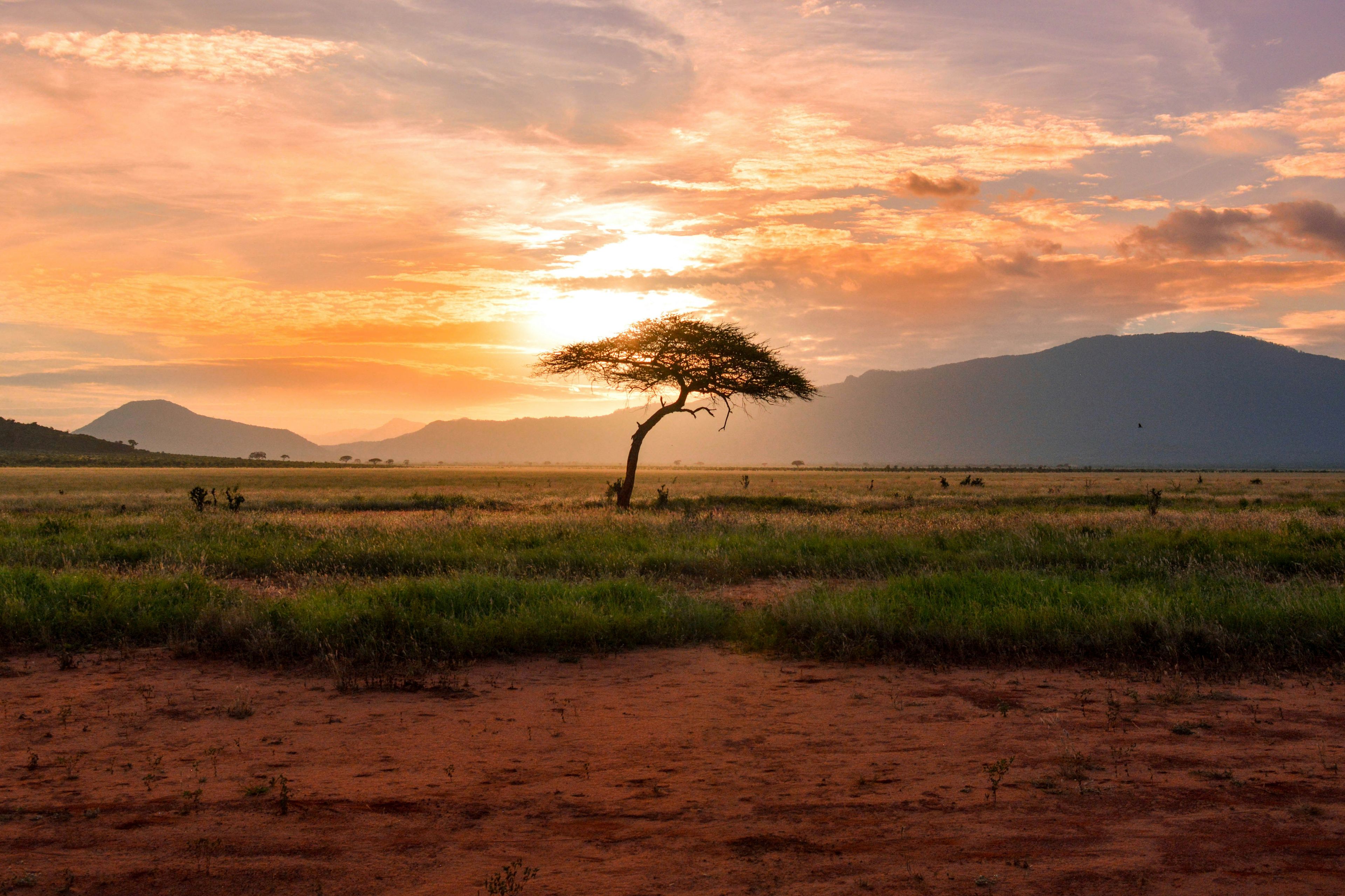 A sunsetting in the background behind mountains, with a tree in the foreground.